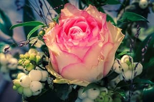 rose flower with pink edges greenery and white berries